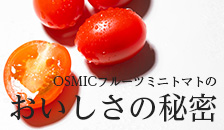 フルーツミニトマト GRAND QUEEN 約250g | OSMIC FIRST onlineshop